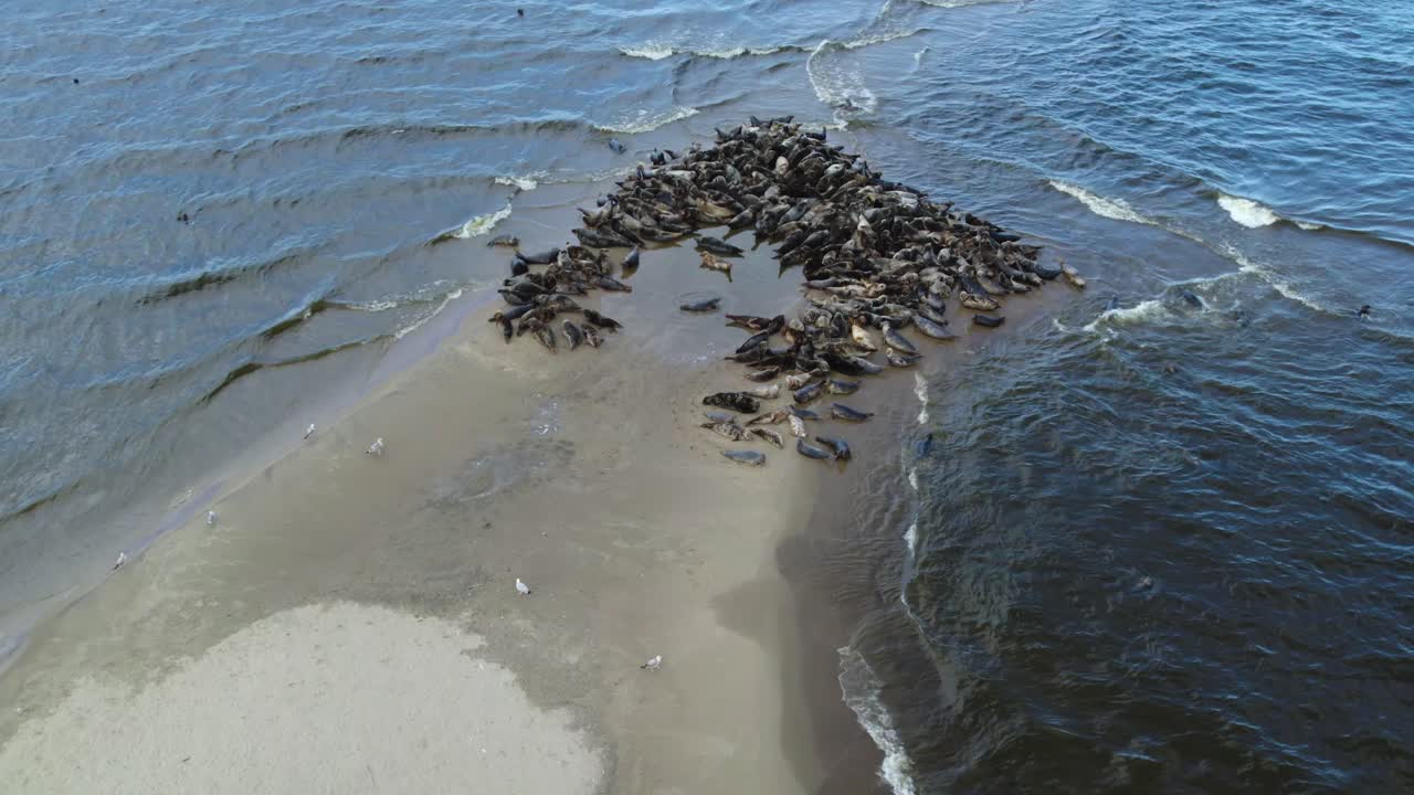 gran manada de focas con otras especies de aves en una isla de arena en la reserva de mewia lacha, frente a la costa polaca en el mar báltico