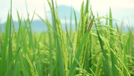 wild caterpillar resting on leaf of paddy plant inside green rice field during windy day,close up