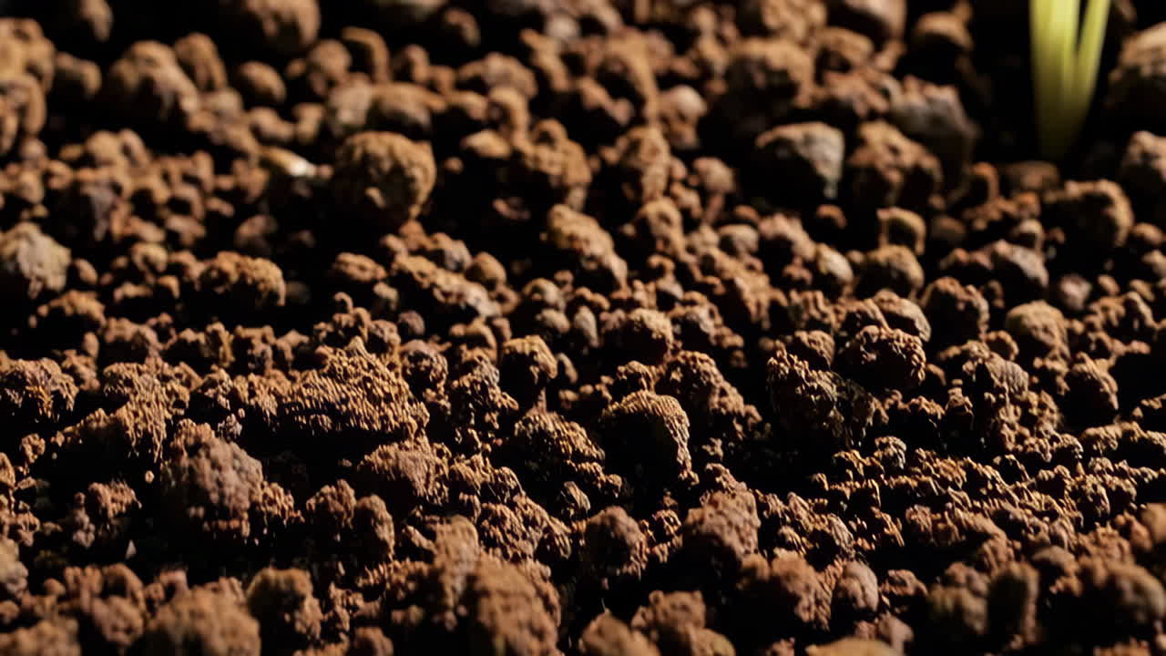 Close-up of seedlings sprouting in soil
