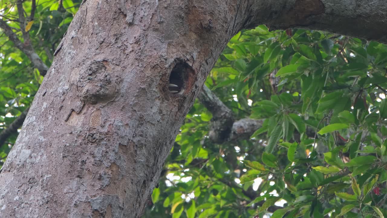 visto sacudiendo su pico un poco mientras espera que se le entregue la comida, rhyticeros undulatus, tailandia