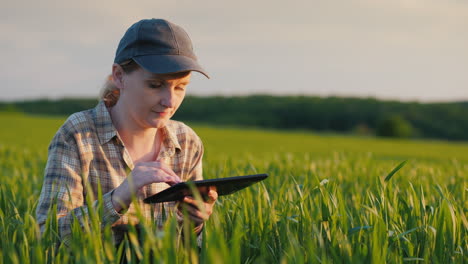 la agricultora se sienta en un campo de trigo y estudia los brotes usa una tableta 1