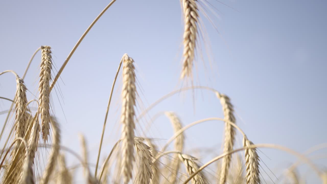 primer plano de trigo dorado: estudio de la textura de la cosecha iluminada por el sol