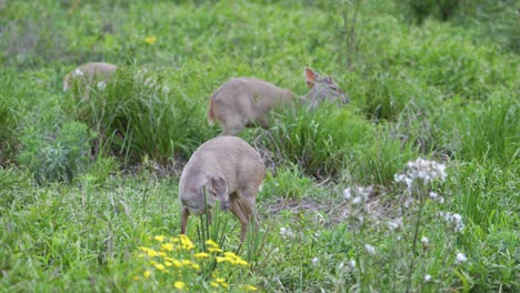 group of small marsh deer in the tall grass