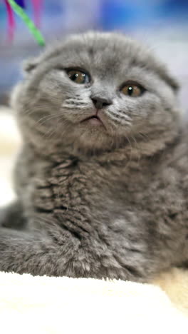 close up lovely scottish fold cat. playful, cute, and beautiful cat. vertical video
