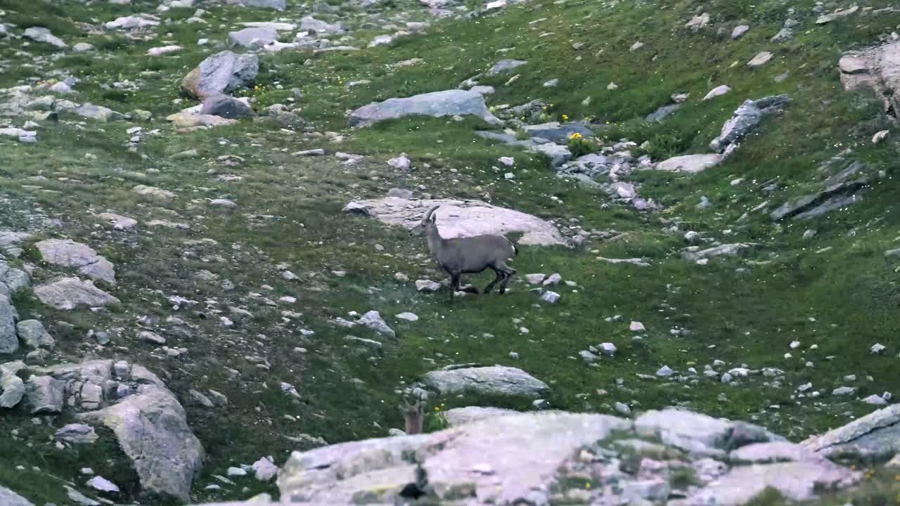 goat with puppies in the wild
