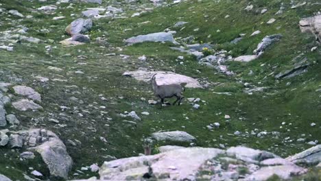 goat with puppies in the wild