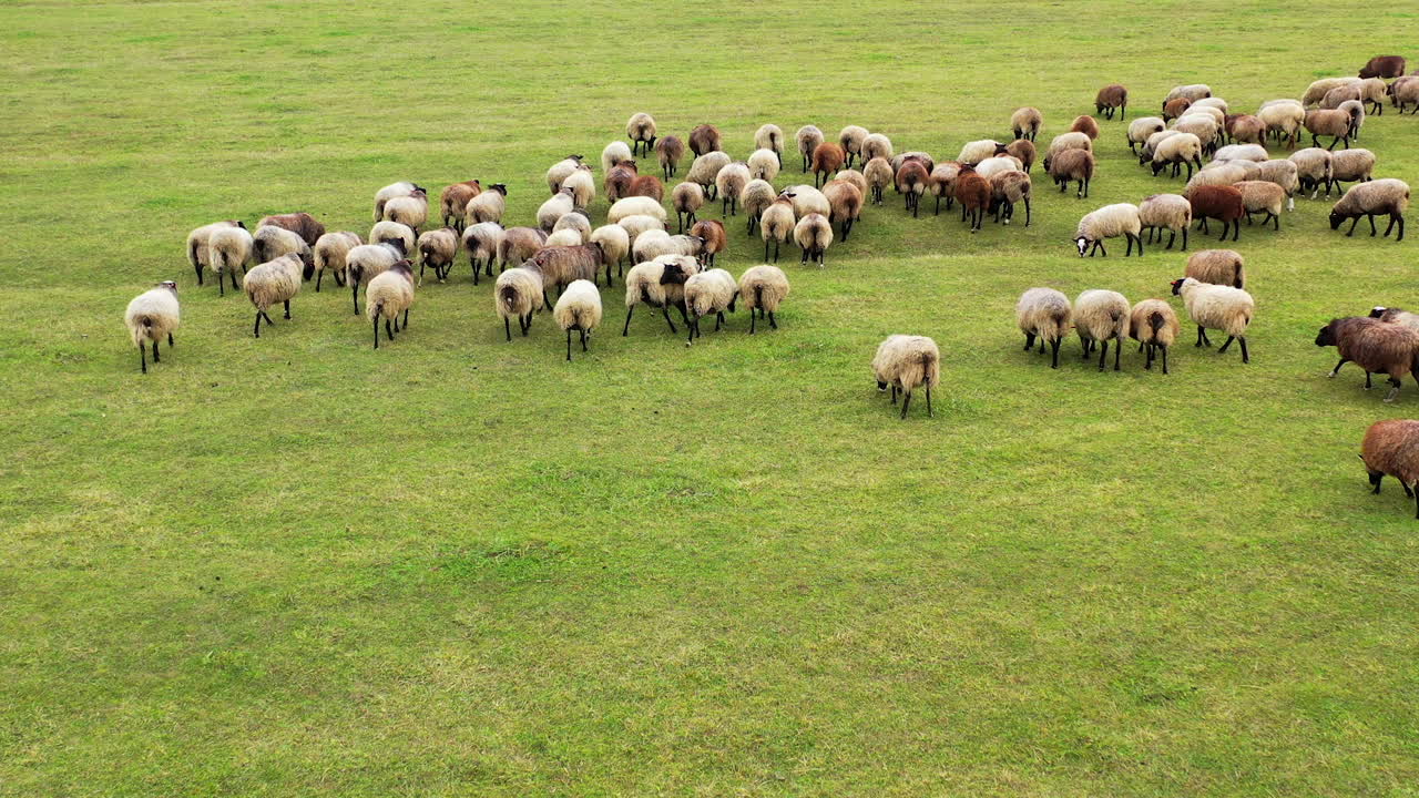 White and brown sheep walking on field. Motion of group of animals outdoors. Fluffy sheep returning to the farm from pasture.