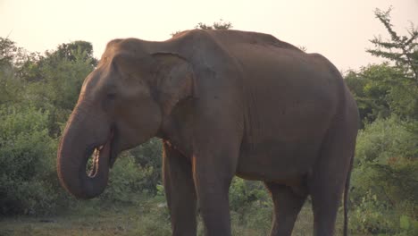 happy elephant taking a drink during sunrise
