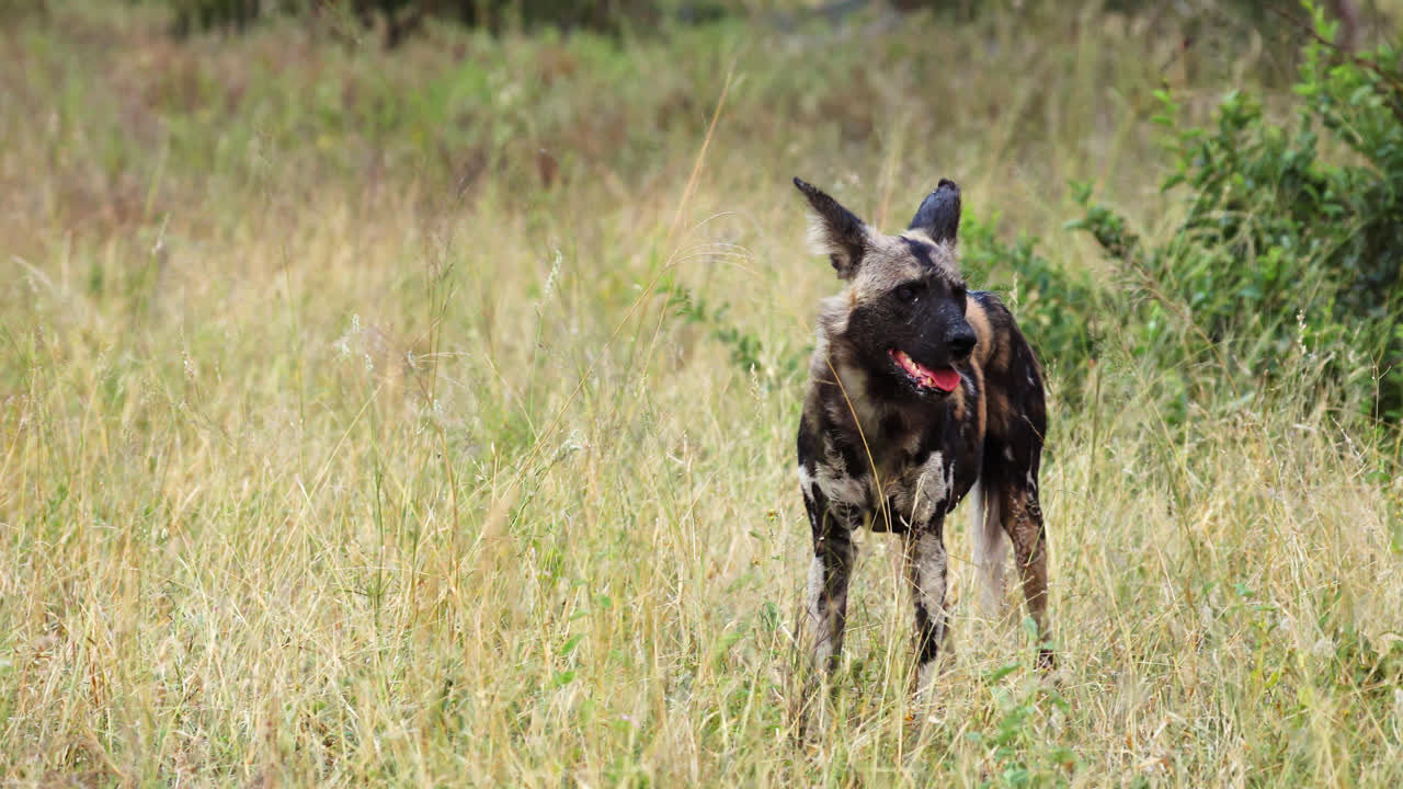 Alert African Wild Dog On The Savanna Of Sabi Sands Game Reserve In South Africa. Static Shot