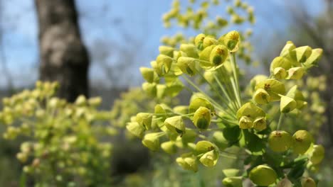 Mediterranean-Spurge,-yellow-flower-blowing-in-the-wind-in-flower-field,-closeup