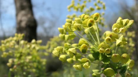 esponja mediterránea, flor amarilla soplando en el viento en el campo de flores, primer plano