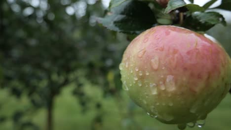 última manzana solitaria en la rama de un árbol en un día lluvioso, tiro de seguimiento