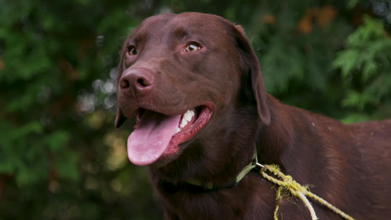 feliz perro perdiguero de chocolate jadeando