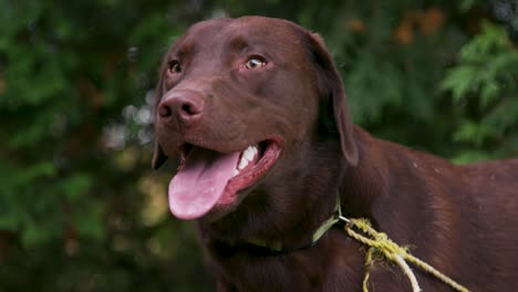 Glücklicher-Keuchender-Schokoladen-Retriever-Hund