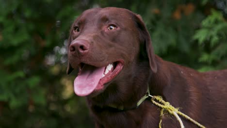 happy chocolate retriever dog panting