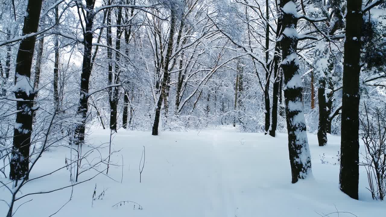 Snowy branches in forest. Winter fairy background