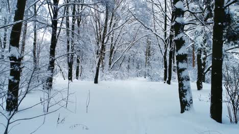 Snowy-branches-in-forest.-Winter-fairy-background