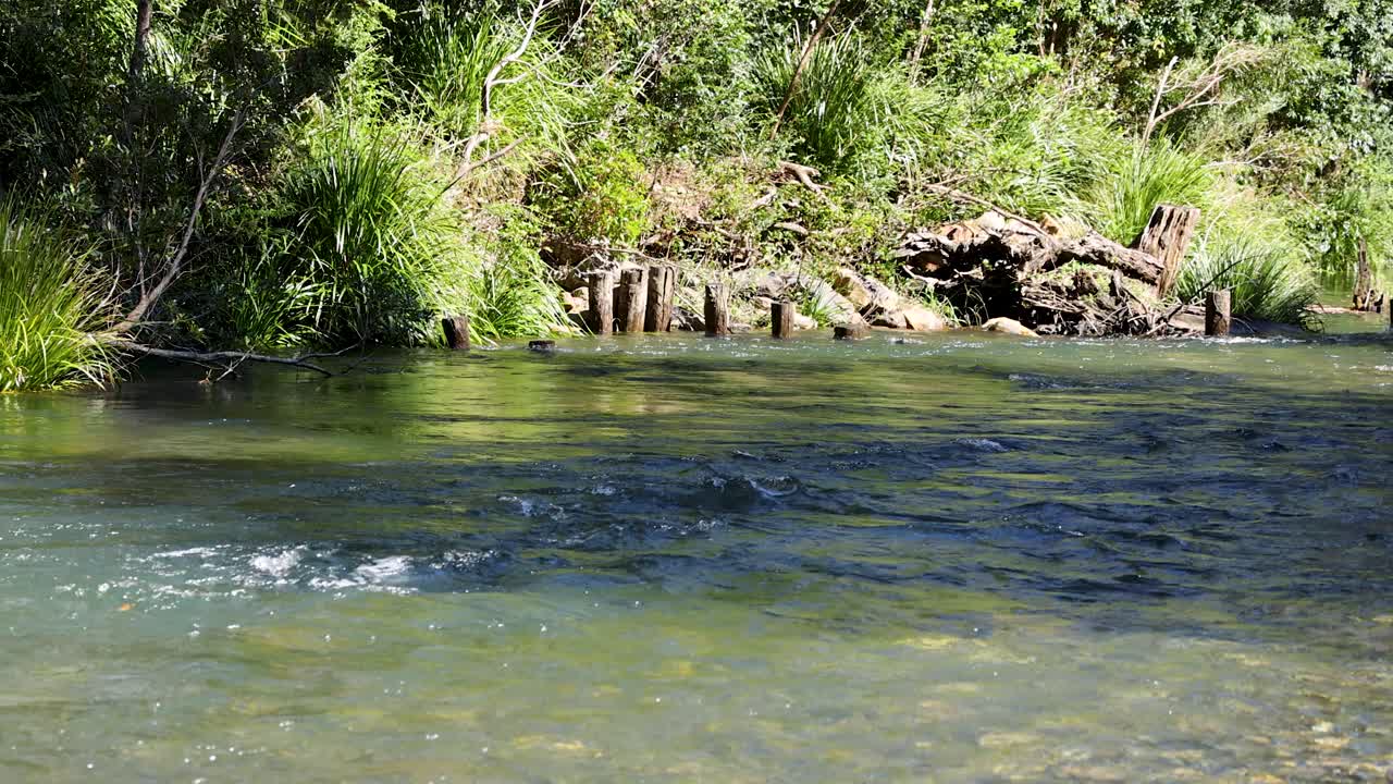 A shallow, sunlit creek flows steadily past green vegetation and rocks in a forested area. Camera remains still, capturing gentle water movement