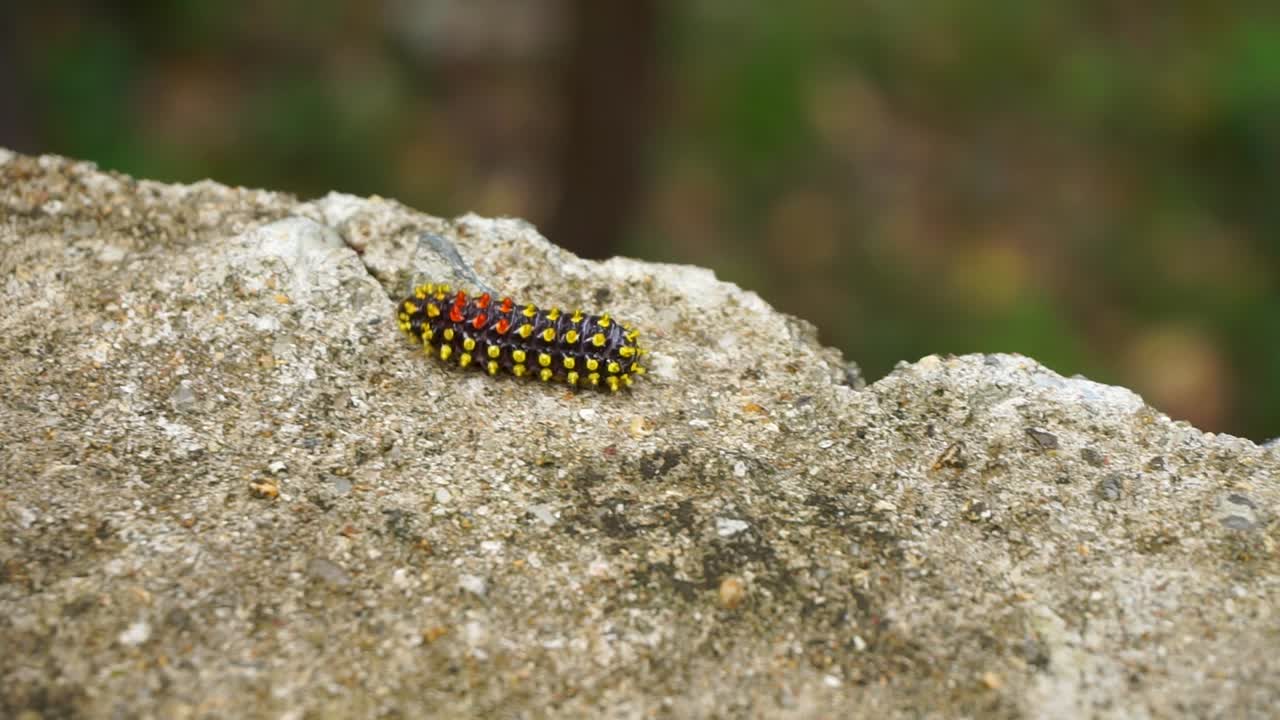 애벌레 애벌레 곤충 노란색 빨간색 바위 위에 움직이는, 가까운