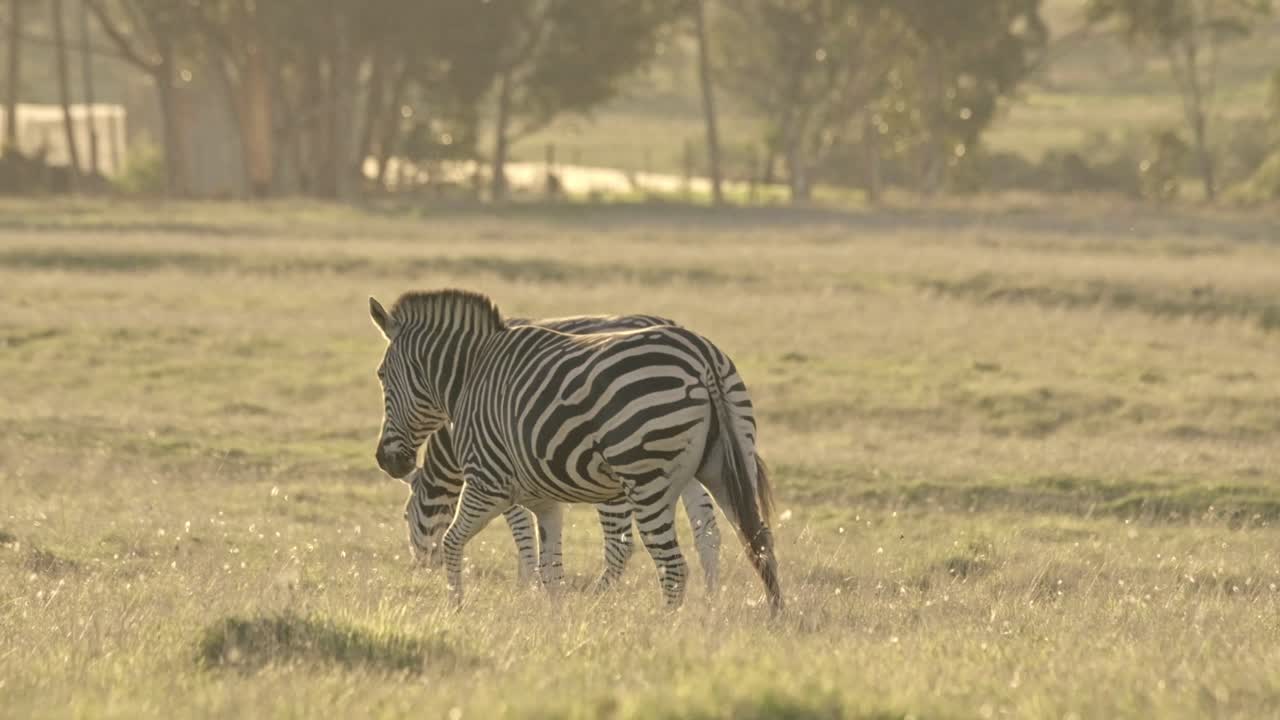 Zebra africana che cammina in un campo nella soffusa luce della sera.