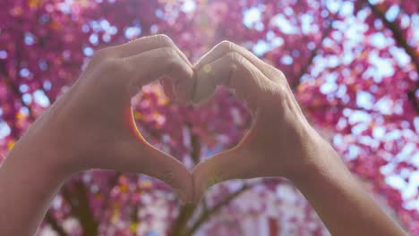 sakura  - beautiful blooming japanese cherry trees - woman forming a heart shape with her hands - hands focused