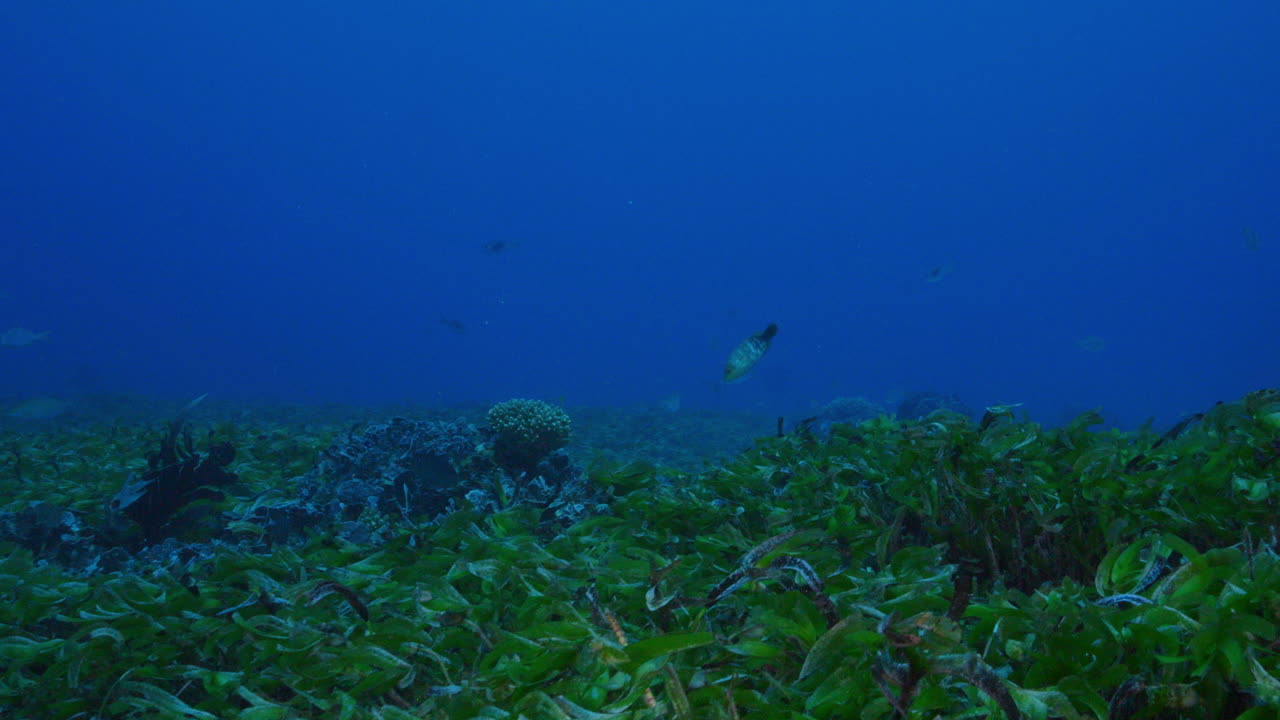 una hermosa vista de la hierba alta en el fondo del océano azul profundo con un montón de peces de pastoreo nadando por