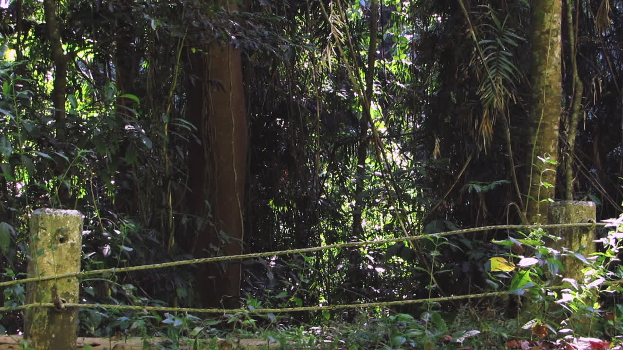Scary View of the Wild Forest at Olongapo, Philippines