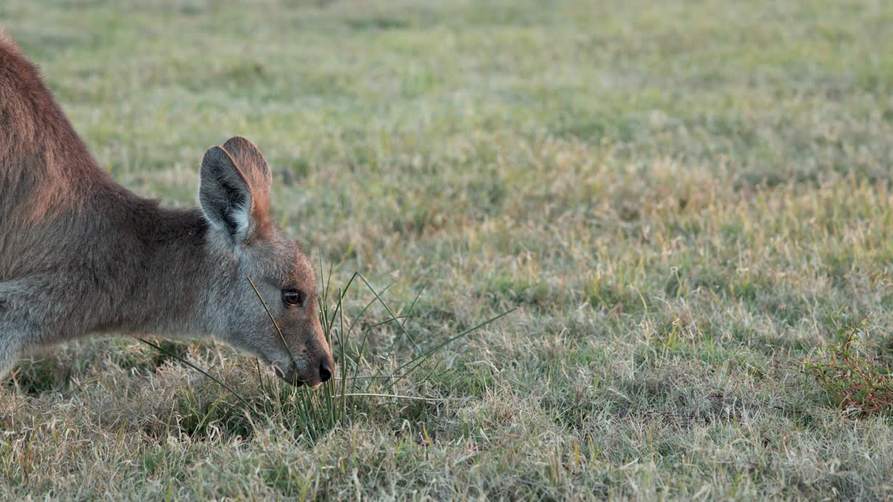A kangaroo feeds on grass in a natural reserve at dusk, captured in steady, close-up shots with soft, natural lighting and minimal camera movement