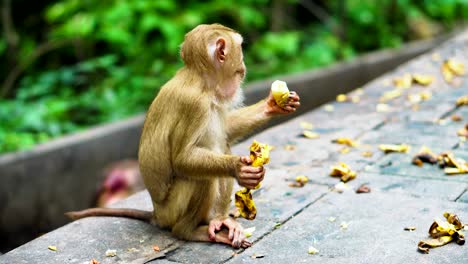 monkey eating the banana