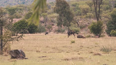 Gemeinsame-Gnus-Grasen-Faul-In-Der-Hitze-Der-Afrikanischen-Savanne