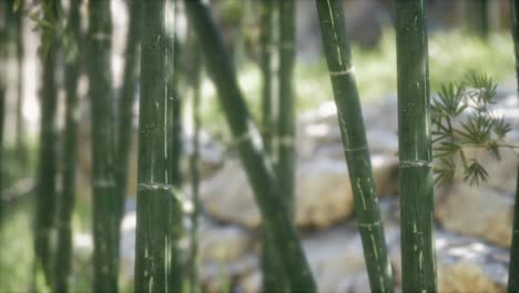 green bamboo trees forest background