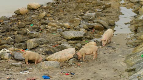 pigs go through garbage on stony beach by fishing harbor in ghana