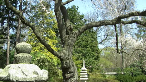 camera jibs up from japanese stone lantern and pagoda to cherry tree branches covered with blossoms