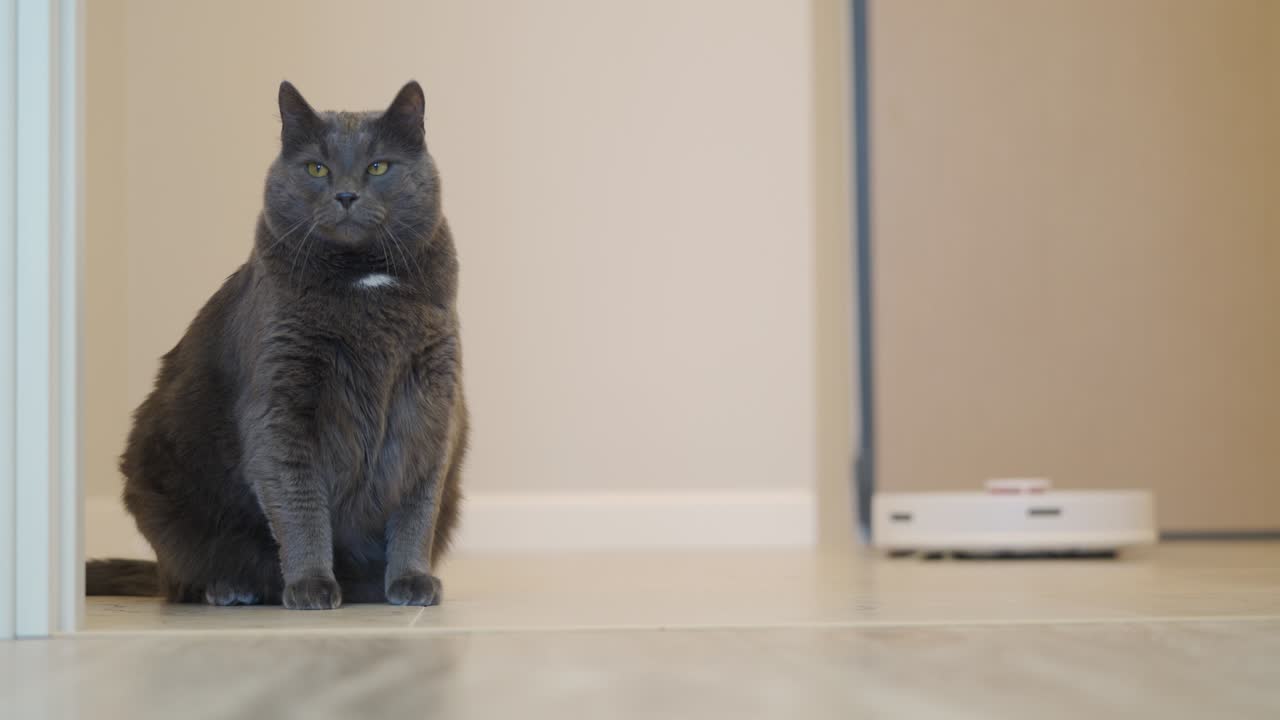 gato cinzento adulto sentado ao lado de um aspirador robótico em funcionamento, aspirador robô branco limpando o chão no apartamento.