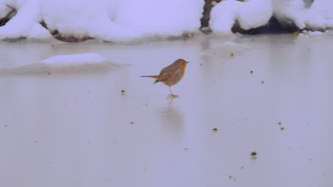 Robin-redbreast-hopping-over-frozen-lake,-SLOW-MOTION-CLOSE-UP