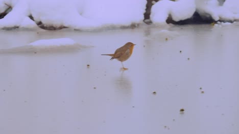 petirrojo petirrojo saltando sobre el lago congelado, cámara lenta de cerca
