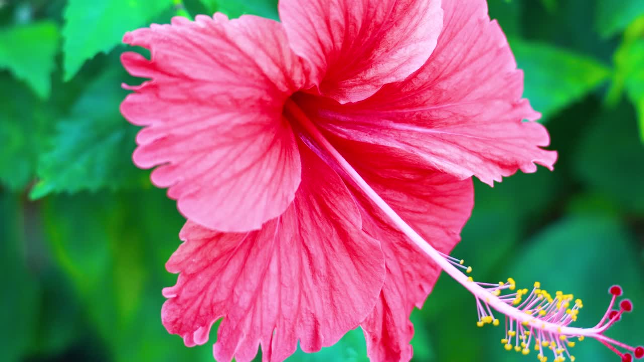 Primo piano di un vivace fiore di ibisco in fiore