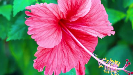 close-up of vibrant hibiscus flower in bloom