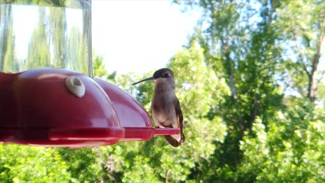 in a backyard in the suburbs, a tiny humming bird with brown feathers sits at a bird feeder in slow-motion and drinks and looks around