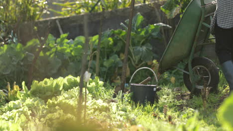 gardener placing tools on a wheelbarrow in backyards garden