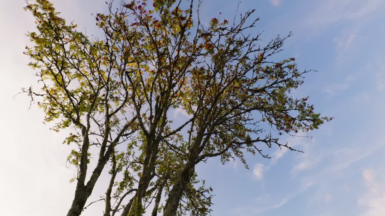 2022년 11월 튀링겐에서 panasonic s1, ronin rs3 pro 및 tilta float를 사용하여 촬영한 4k 영상