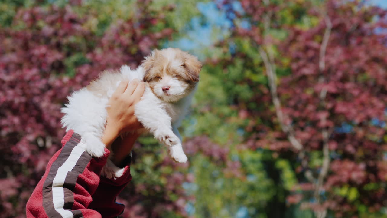 manos sosteniendo cachorro en el aire