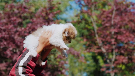 manos sosteniendo cachorro en el aire