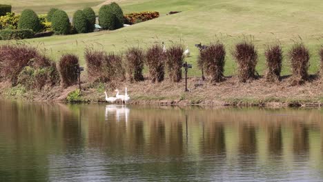 cisnes nadando con gracia en un entorno de agua tranquila