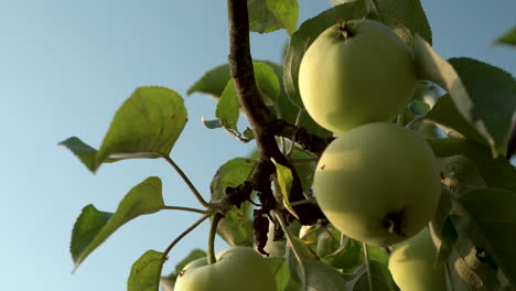 Grüne-Äpfel,-Die-An-Windigen-Tagen-Am-Baum-Gegen-Den-Blauen-Himmel-Hängen