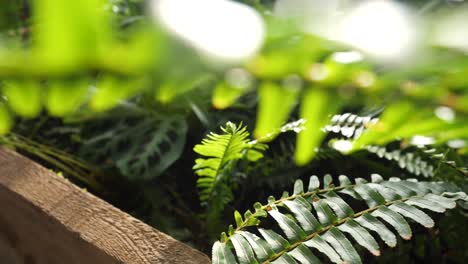 close-up of ferns in a planter