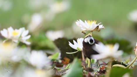 jacana de cola de faisán la reina de los humedales en el hermoso hábitat de las flores de lirio de agua