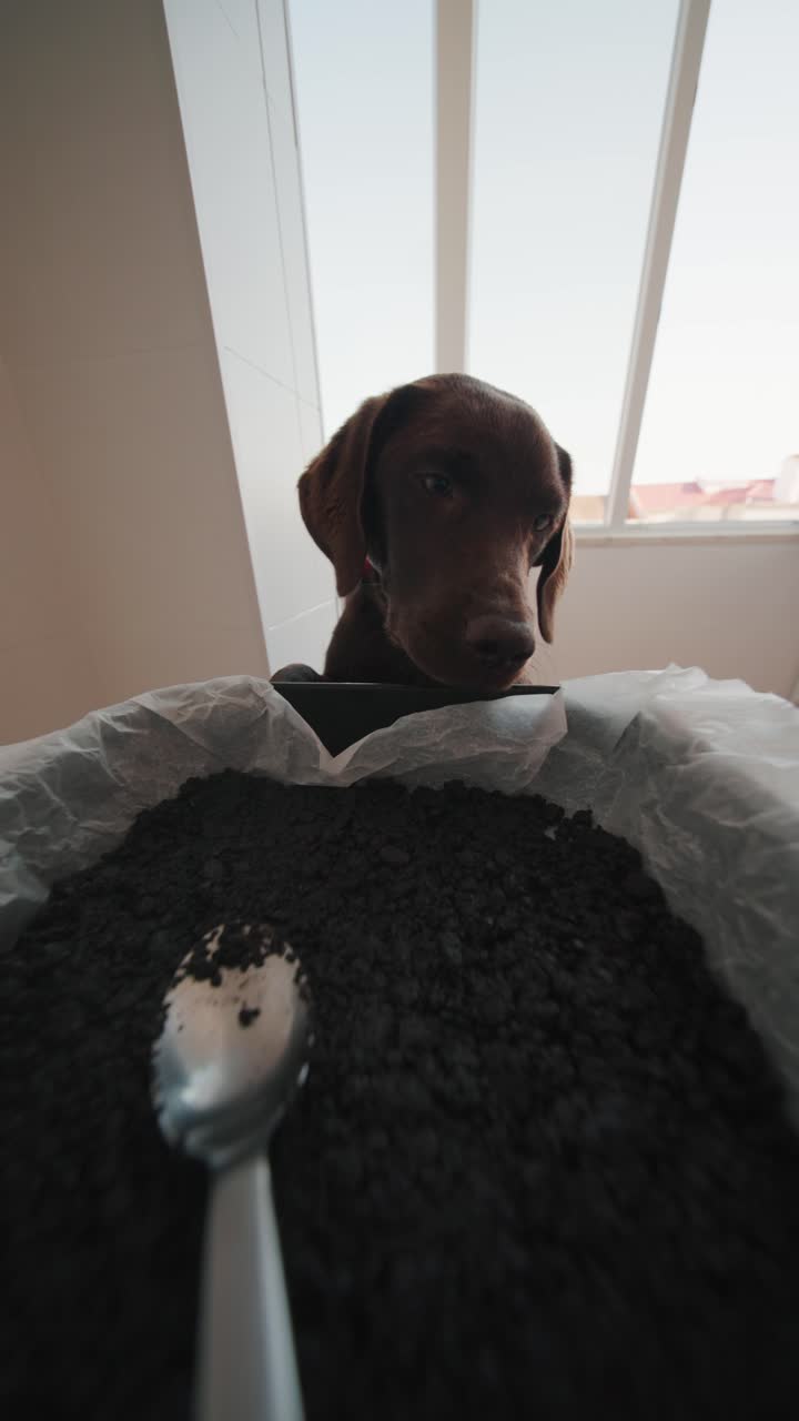 Chocolate labrador looking at cake mix