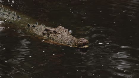 crocodile swimming in dark rippling water