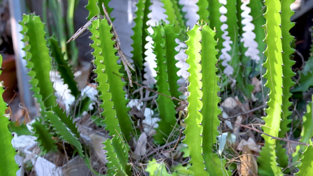 온실 환경에서 활기찬 초록색 티, 태국 방의 떠다니는 시장에서 촬영, 자연의 아름다움을 보여주는